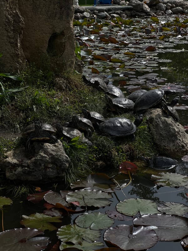 Morning life documented in Russian resort town park