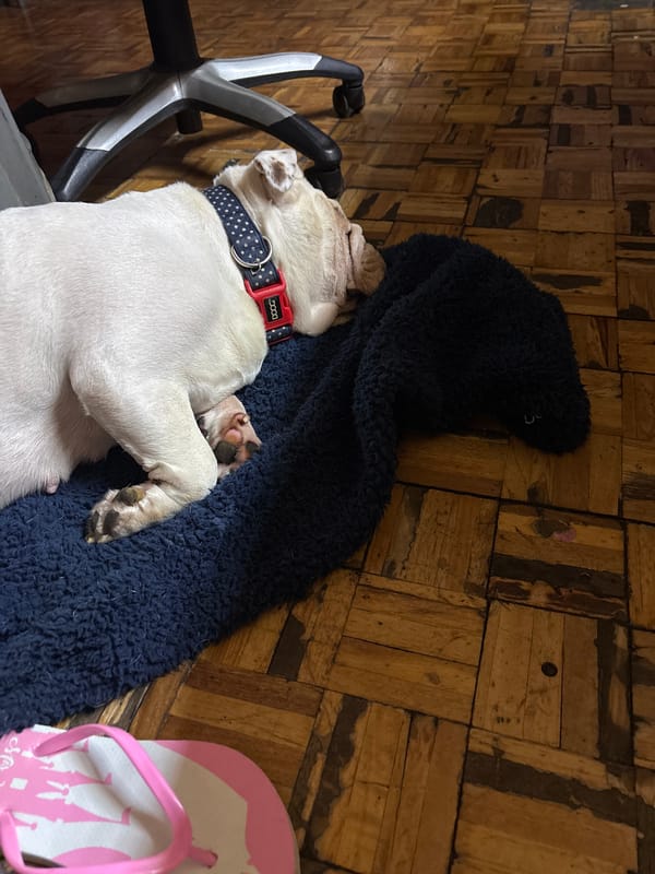 White dog sleeps on blue blanket in Taxco home