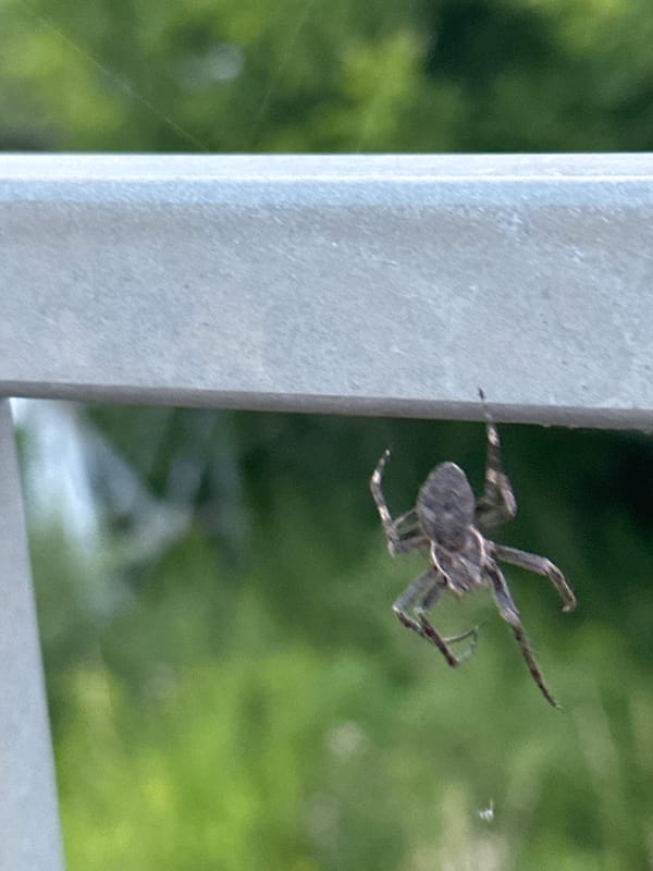 Spider dangles from silk thread off a railing in Wrocław
