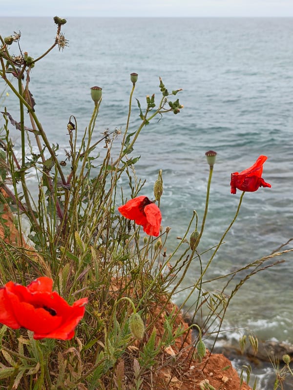 Coastal vegetation and seascape documented along Ukrainian shoreline
