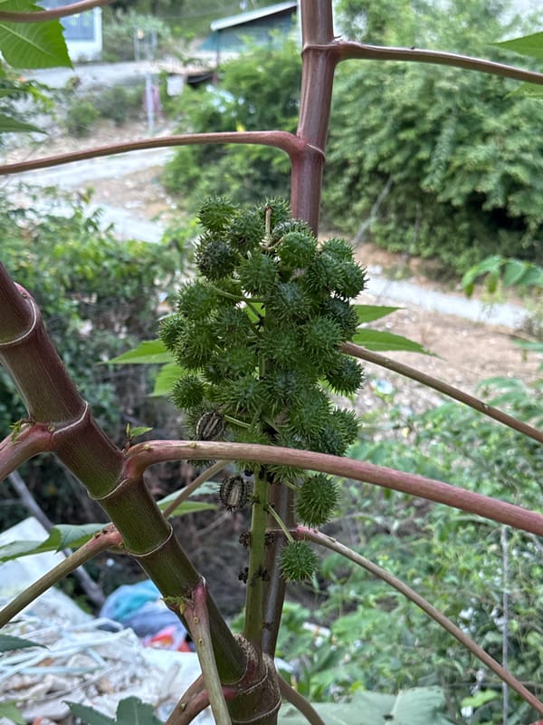 Plant foraging and pepper collection documented at Vietnamese heritage area