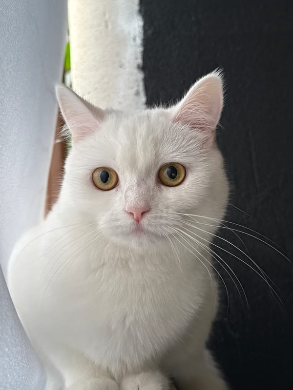 White cat photographed up close from multiple angles