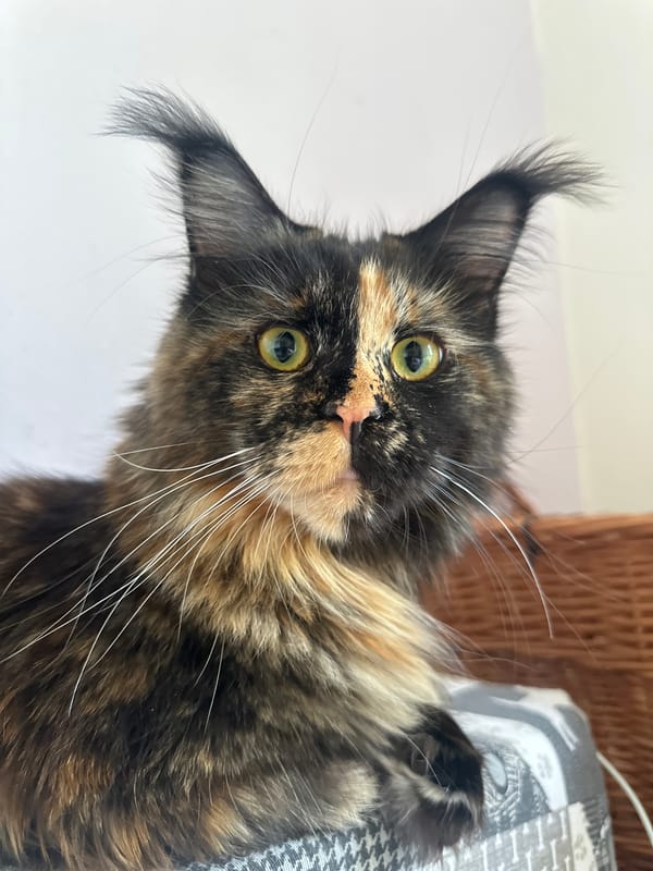 Tortoiseshell Maine Coon with green eyes, up close