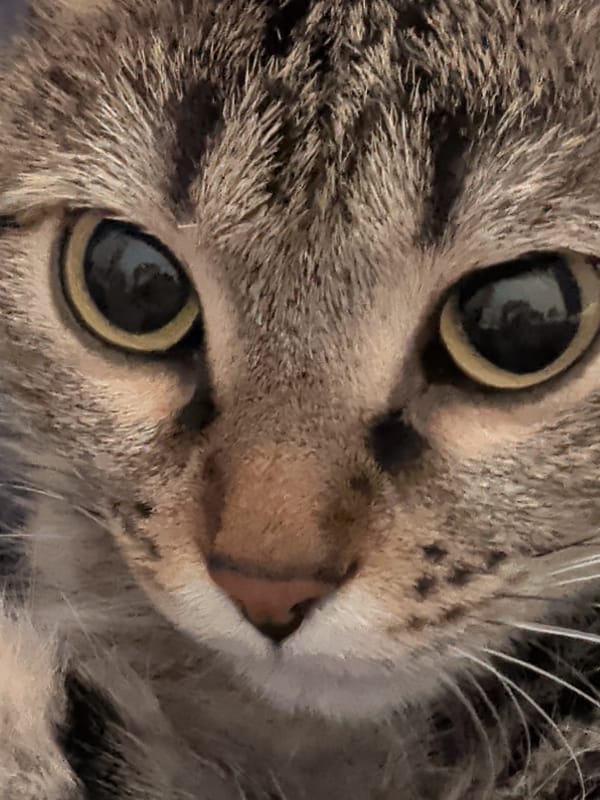 Tabby cat spotted in Dikaya Gar', Russia