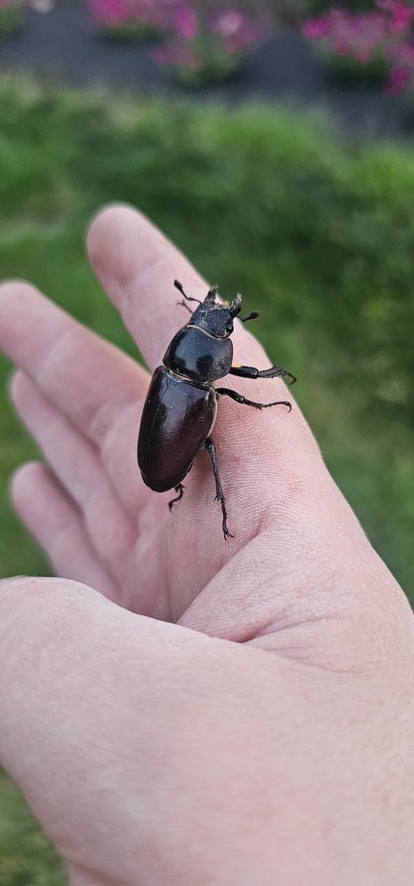 Stag beetle up close, handled and examined in detail