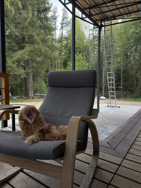 Orange Maine Coon cat photographed on porch in Russian forest