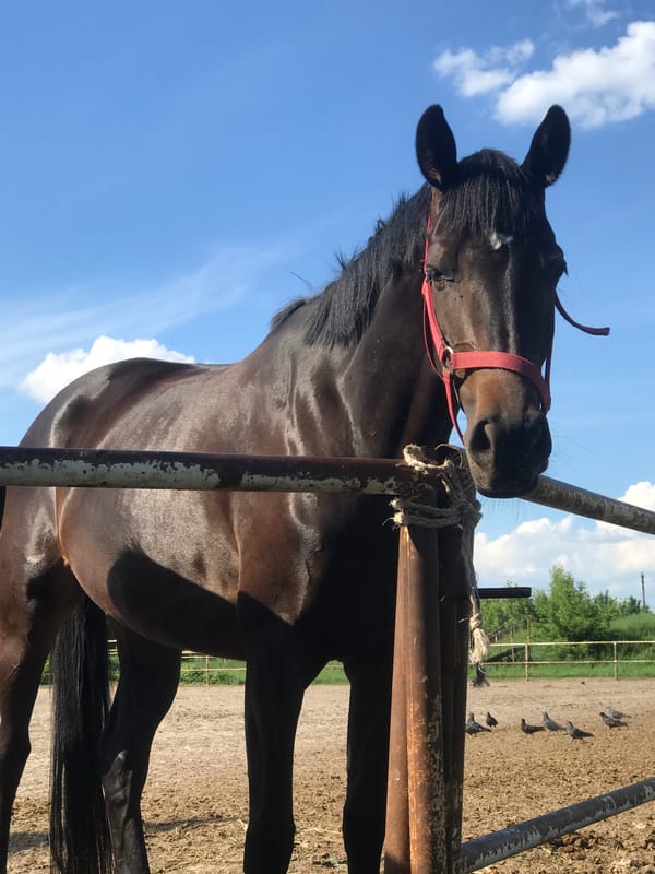 Horses observed at Kharkiv equestrian facility on sunny afternoon