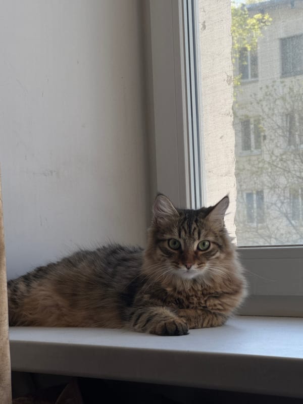 Early morning domestic moments with cats captured in Chaikovsky home