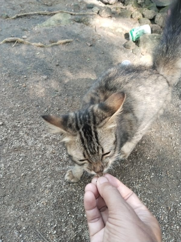 Animals fed in rural setting during morning hours