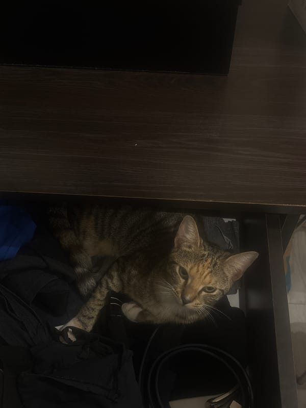 Cat in drawer and mango lassi captured in Durban
