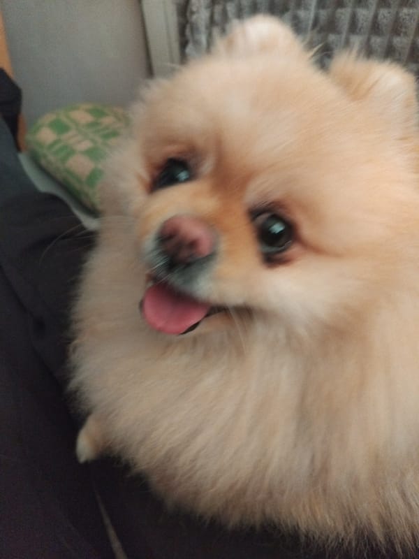 Pomeranian Dog Photographed During Lap Time in Bulgarian Town