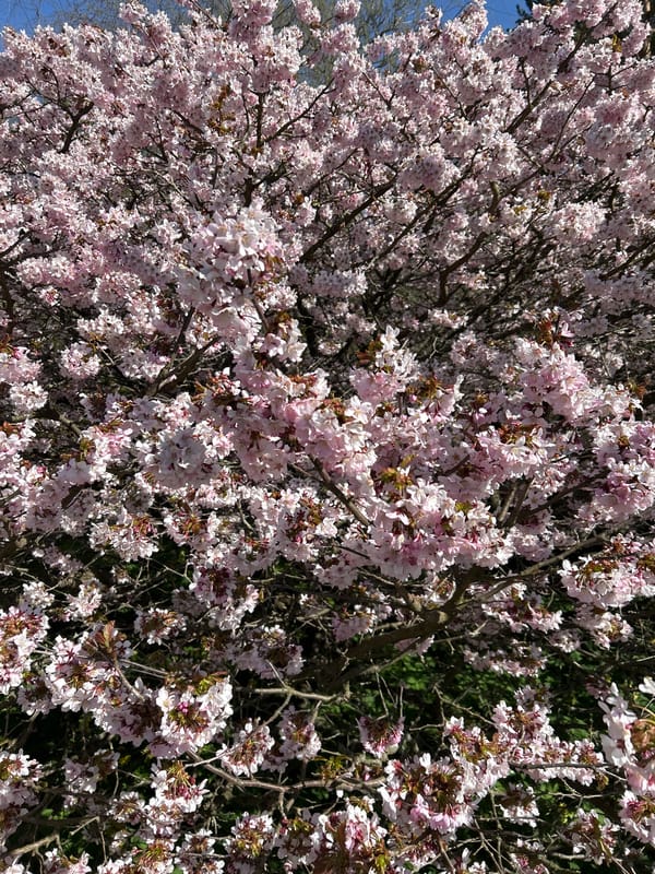 Spring blooms captured at Saint Petersburg's historic botanical garden