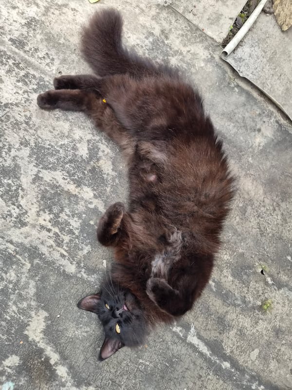 Garden documentation captures blooming flowers and cat in Novosisoevka