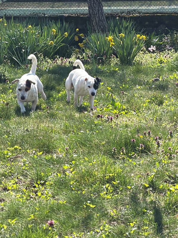 Spring blooms and rural life documented in Valchedram, Bulgaria