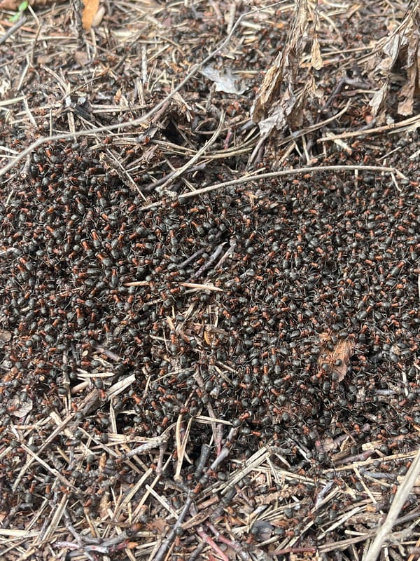 Ant colony activity documented in Ulyanovsk, Russia