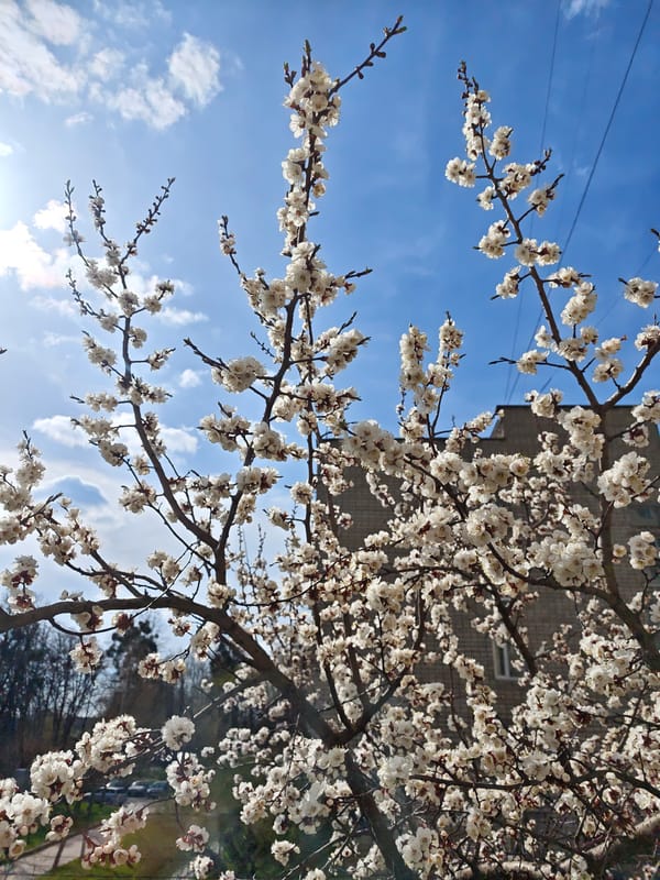 Spring blossoms captured on flowering tree in Vinnytsia, Ukraine