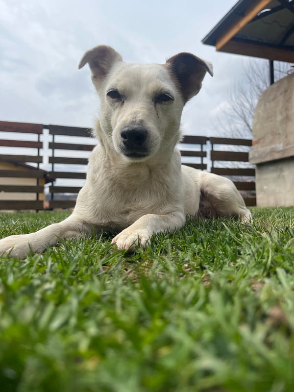 White dog photographed playing on grass in Vladaya, Bulgaria