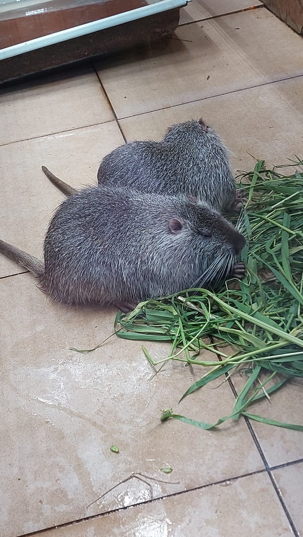 Zoo enclosures: parrots, owls, nutria, and guinea pigs up close