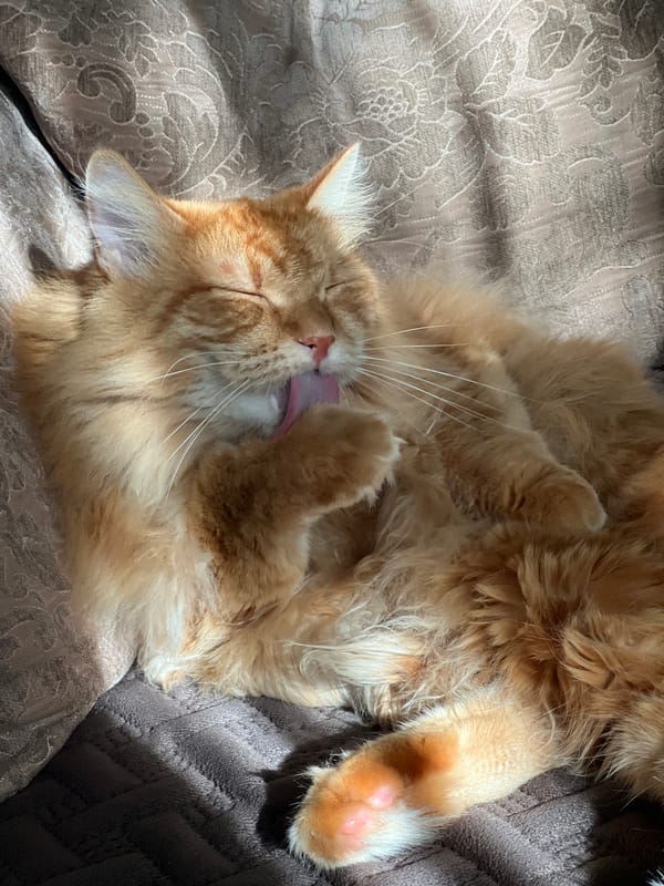 Orange tabby soaking up afternoon sun in a Mozhaisk apartment