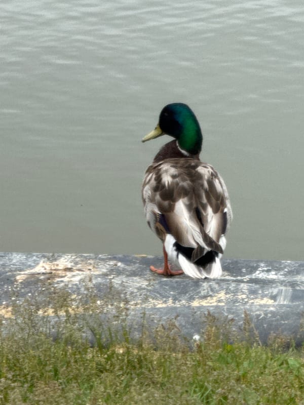 Mallard ducks at a Russky Island pond, Vladivostok bridge in the distance