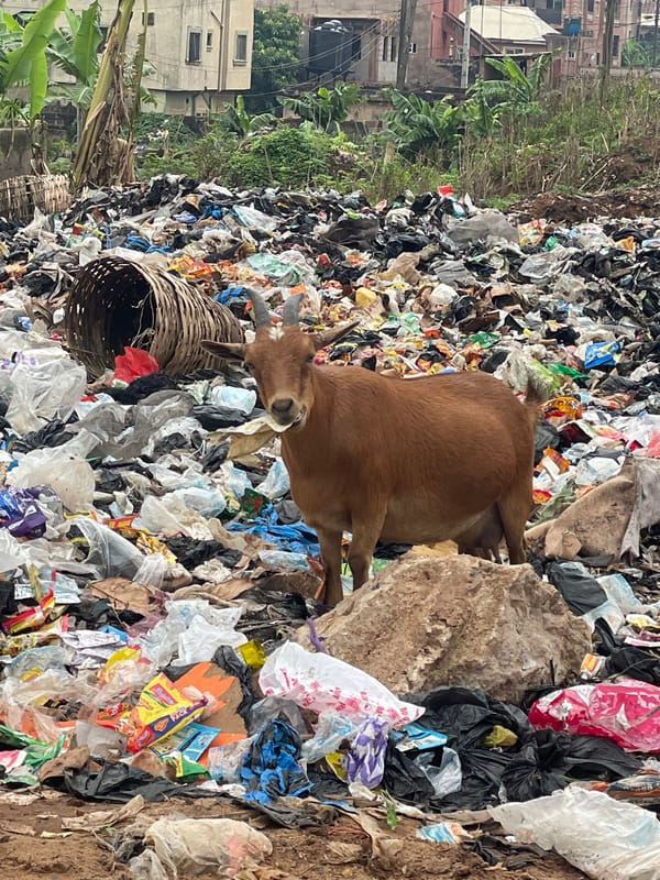 Goat forages atop garbage pile in Onitsha, Nigeria