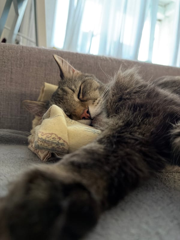 Tabby cat spotted resting peacefully in Zasechnoye, Russia