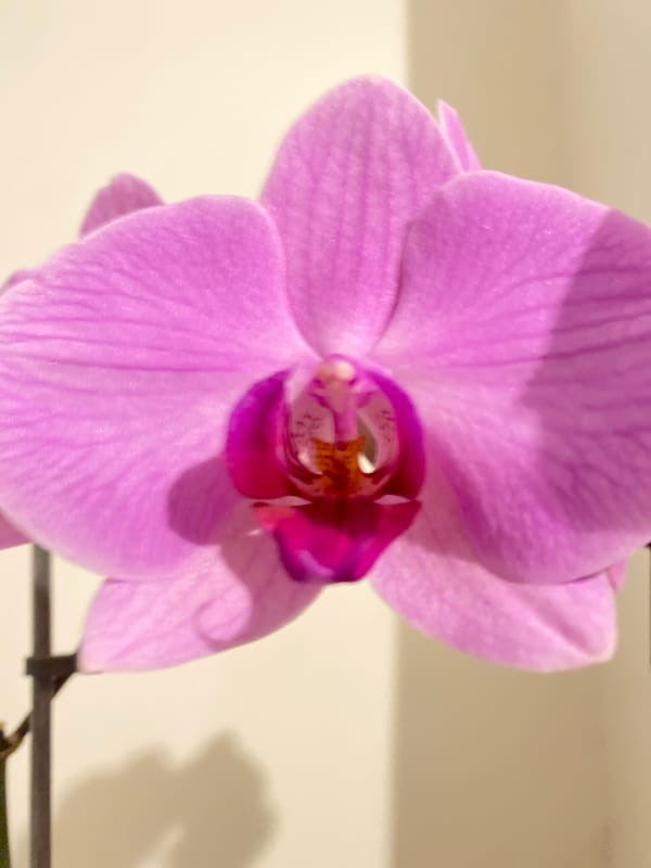 Photographer captures still life collection in Alanya, Turkey