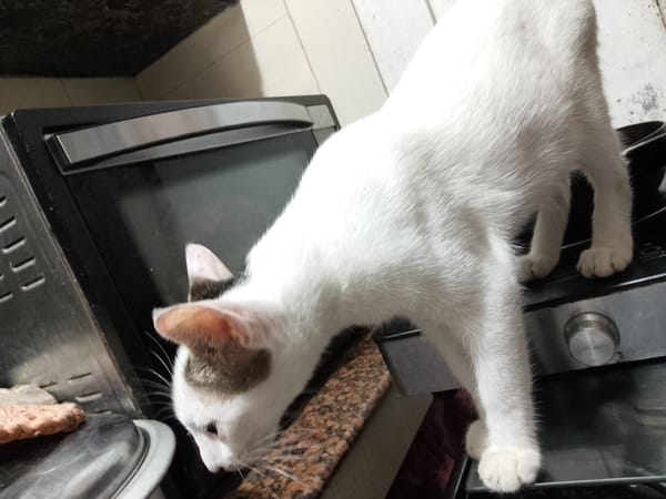 Lazy afternoon at home in Davao: flowers, phones, and a curious cat