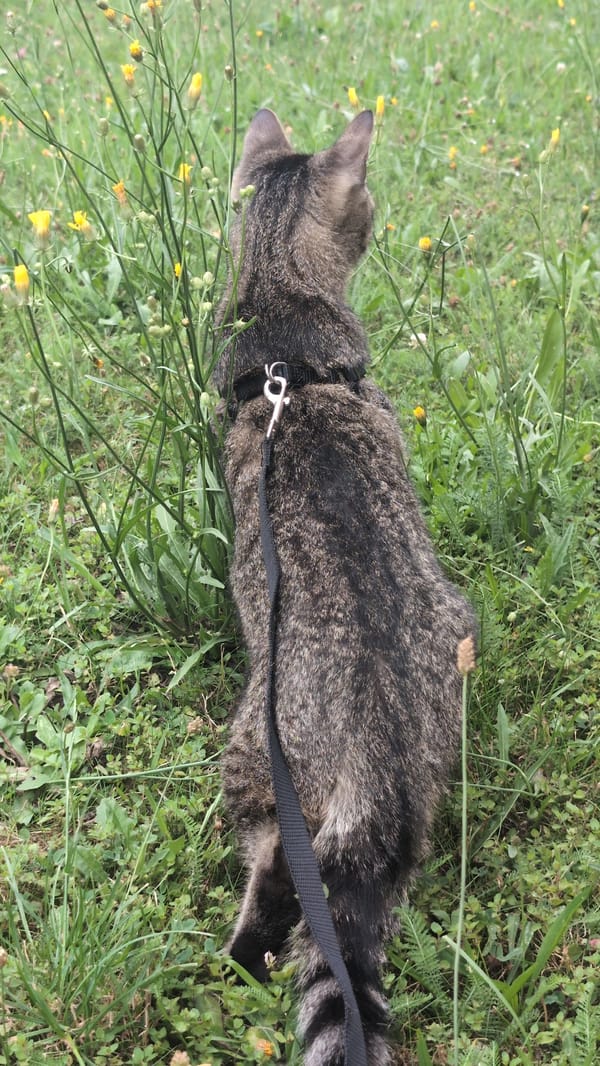 Grey tabby cat on leash gazes out across a wildflower field