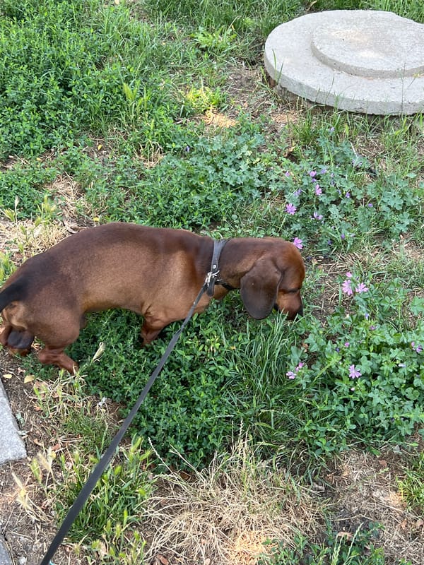 Dog walk and playground in a Belgrade neighborhood park