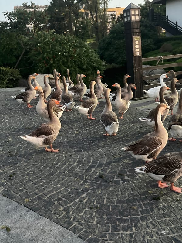 Dnipro at dusk: riverside streets, geese, and fading summer light