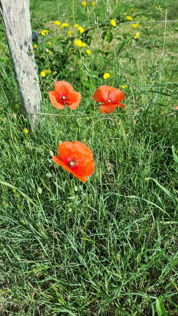 Morning nature walk documented in Spanish village