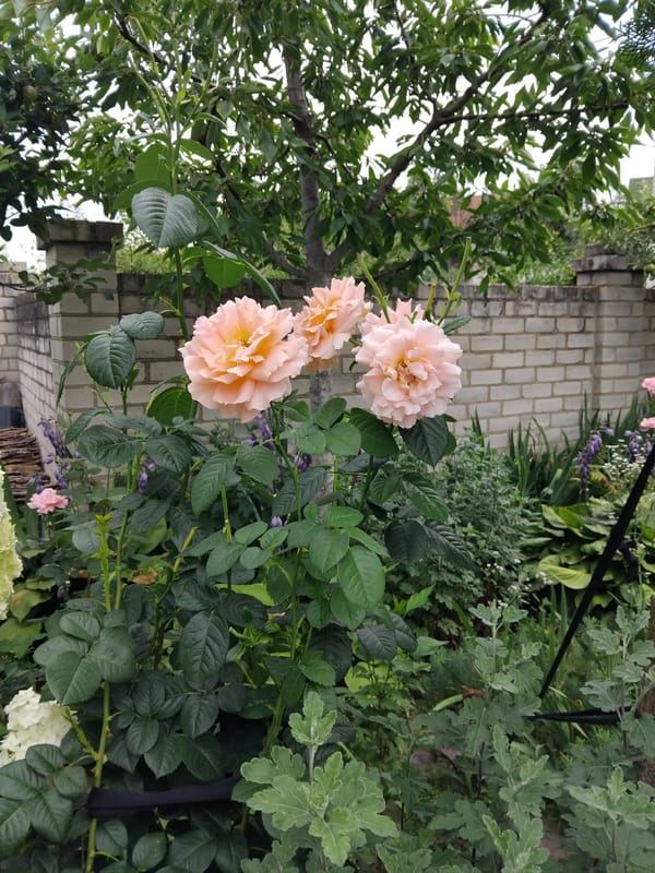 White cat, blooming roses, and a Zhytomyr yard at dawn