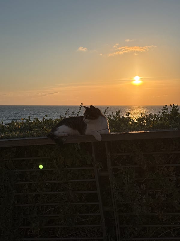Afternoon life captured across Tel Aviv's beaches and streets