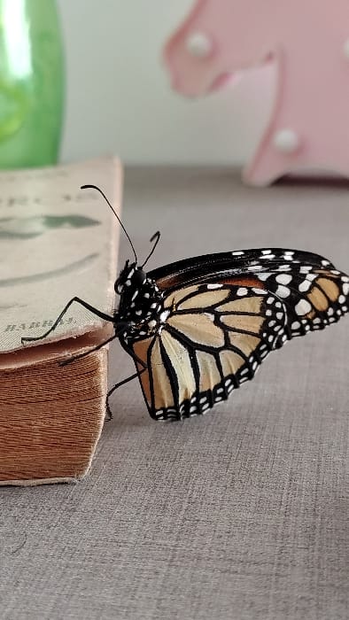 Monarch butterfly visits Vargas Llosa book in Lima suburb