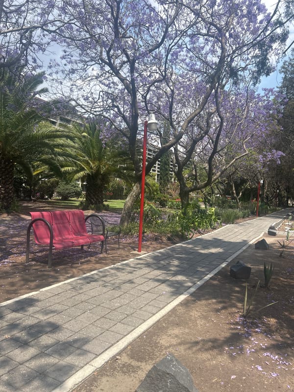 Spring evening walk captures blooming jacarandas, wandering duck, quiet meal