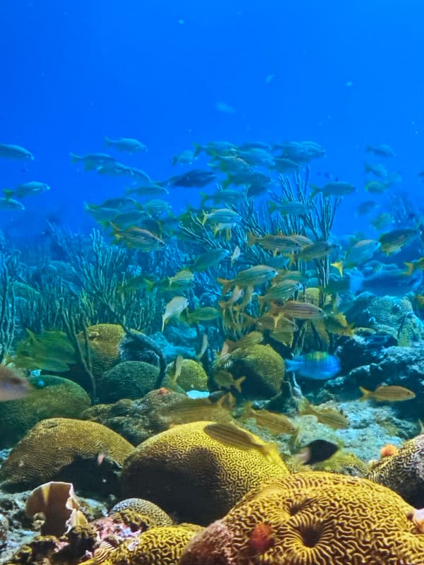 Coral reefs, sea turtles, and jellyfish — aquarium or ocean shots