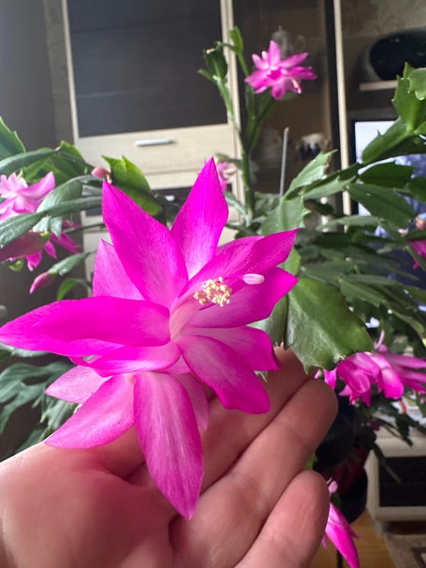 Easter preparations and spring blooms documented in Riga homes