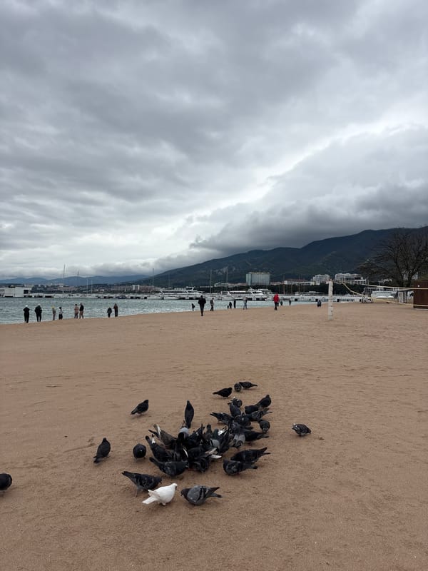 Pigeons gather on cloudy beach day in Gelendzhik