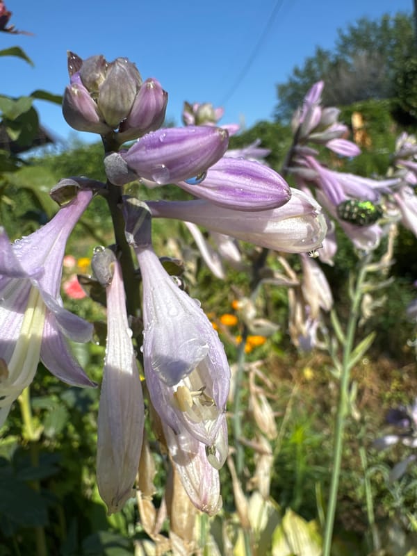 Macro garden photography: flowers and a beetle in Rassvet