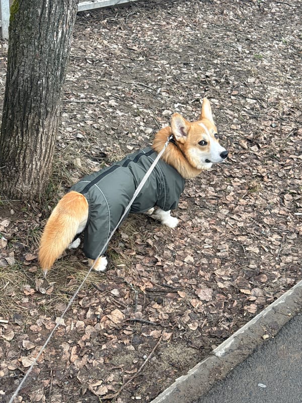 Corgi in green jacket spotted on morning walk in Votkinsk