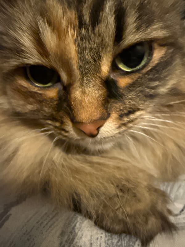 Tabby cat photographed resting in Votkinsk, Russia