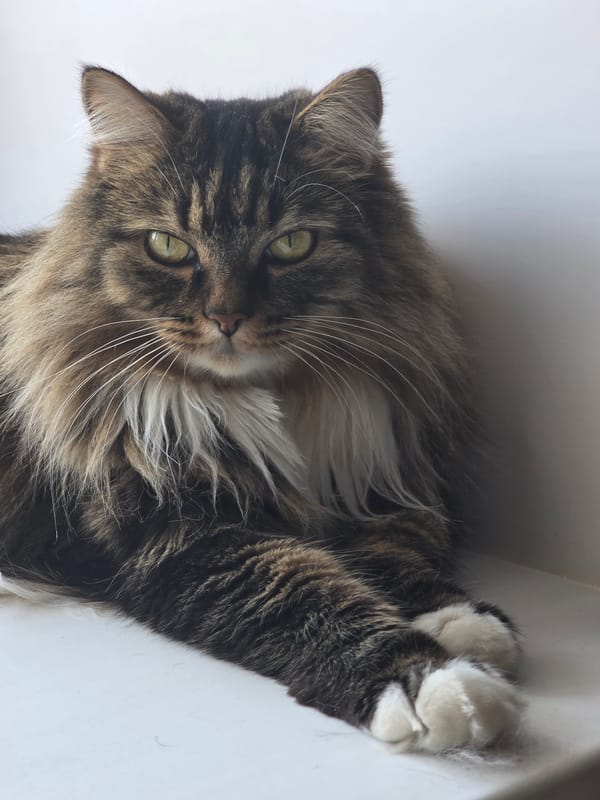 Long-haired tabby cat relaxing around a sunny Omsk windowsill