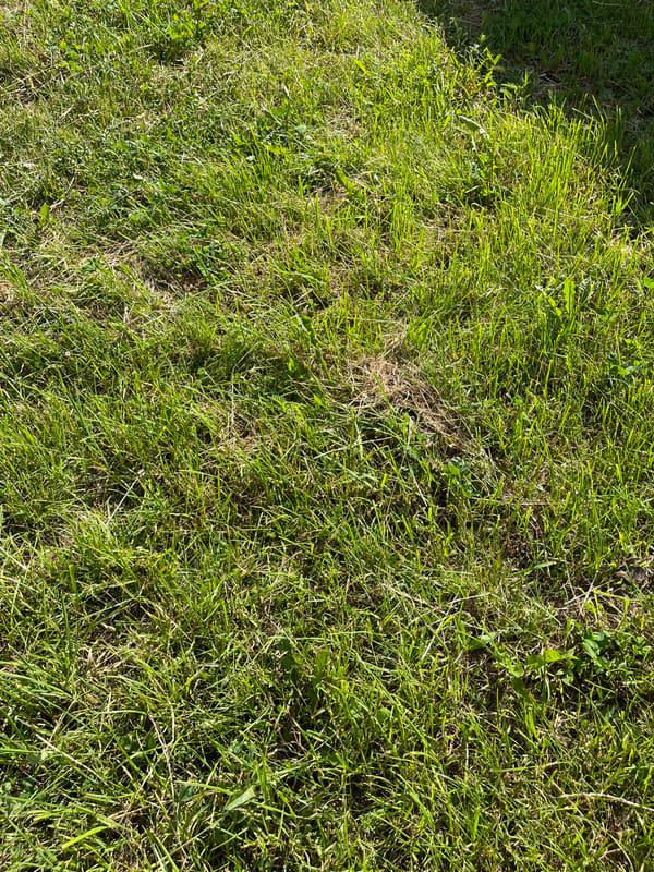 Backyard documentation session captured in Orekhovka, Russia