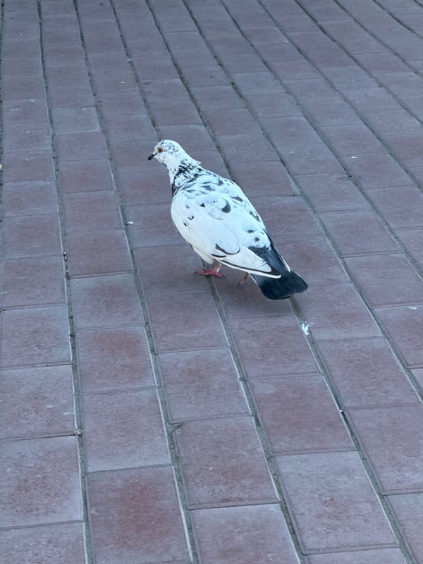 Woman with cup, pigeon spotted on brick walkway near Cyrillic bistro