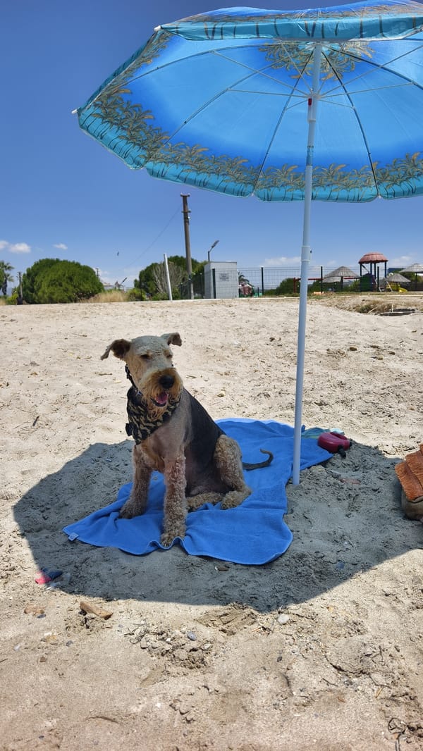 Lazy beach morning in Kuşadası, dog included