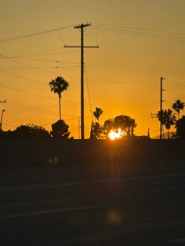 Golden sunset silhouettes palm trees on Los Angeles street