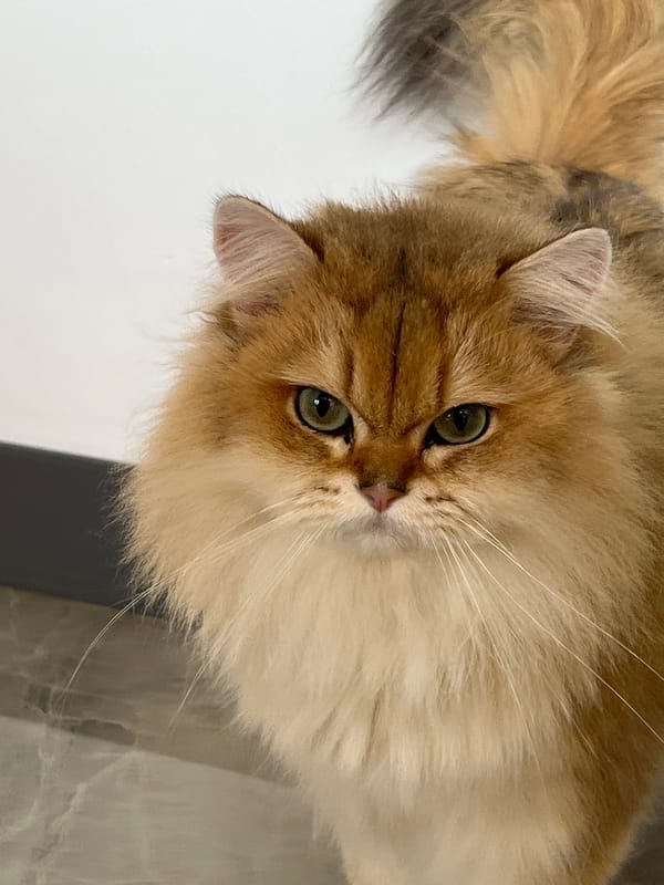 Golden Persian and Scottish Fold cats at home in Aksu