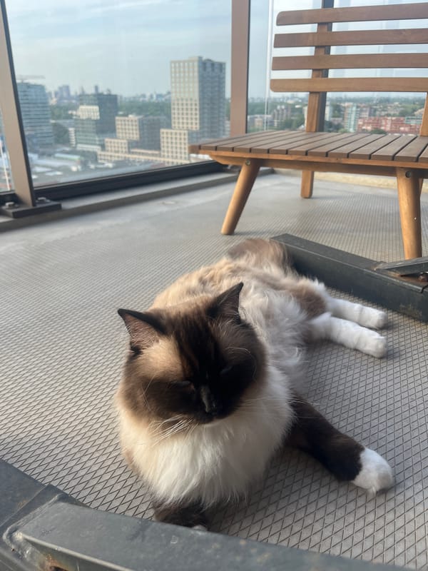 Ragdoll cat fully relaxed on a gray patio floor