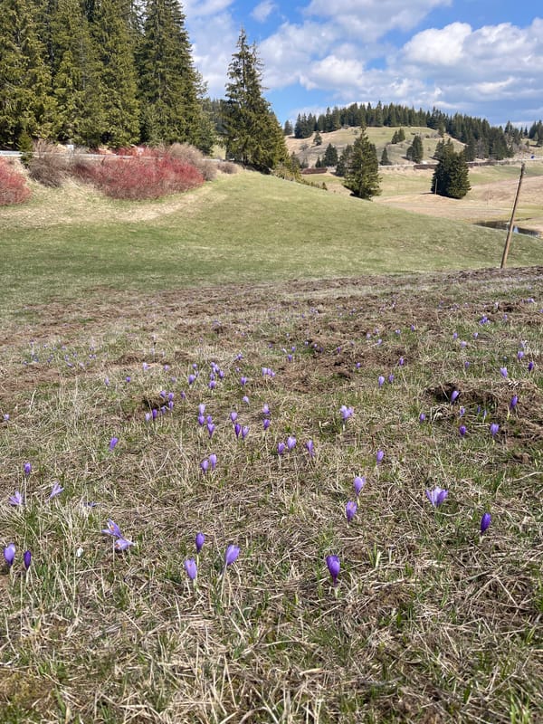 Spring crocuses bloom in Bulgarian mountain town of Smolyan